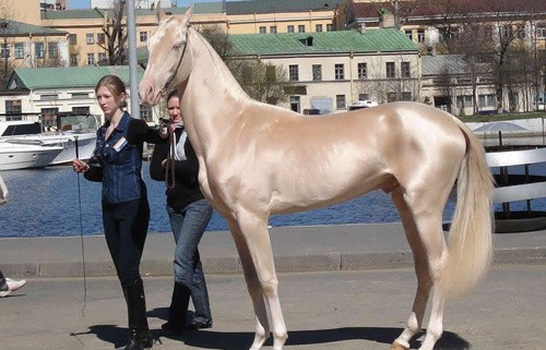 Akhal-Teke1