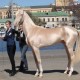 Akhal-Teke1