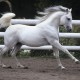 PUR SANG ARABE, CHEVAL PUR SANG ARABE, ARAB THOROUGHBRED HORSE