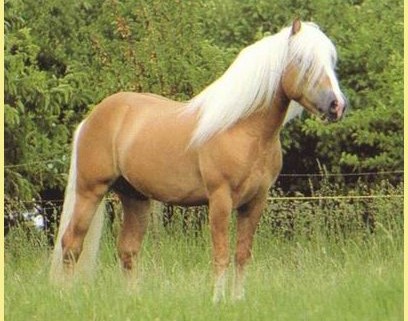 haflinger