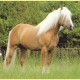 haflinger